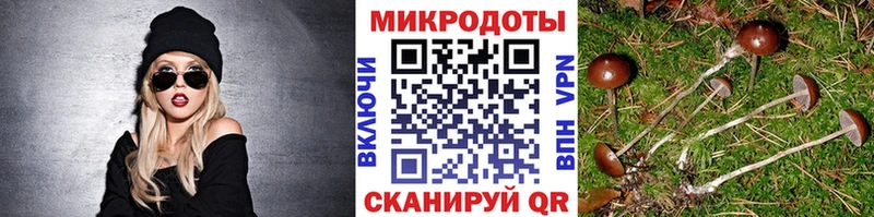 Купить где  Рубцовск  Галлюциногенные грибы Psilocybine cubensis 